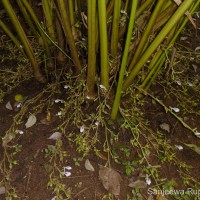 Elettaria cardamomum (L.) Maton